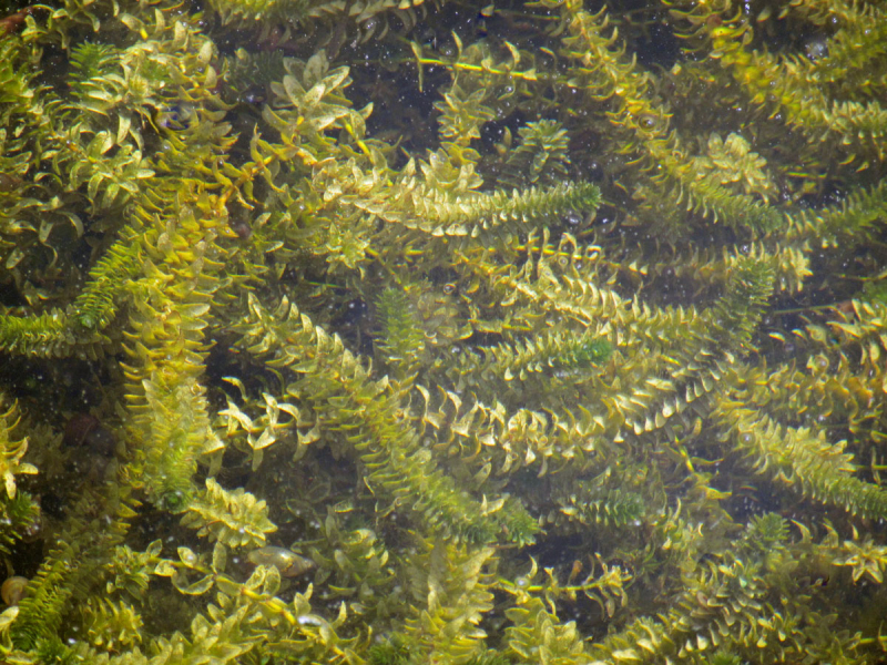 Wasserpest - Elodea canadensis